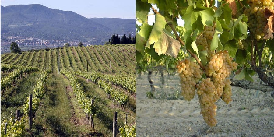 ロジャー・グラート カヴァ グラン・レセルバ ジョセップ・ヴァイス