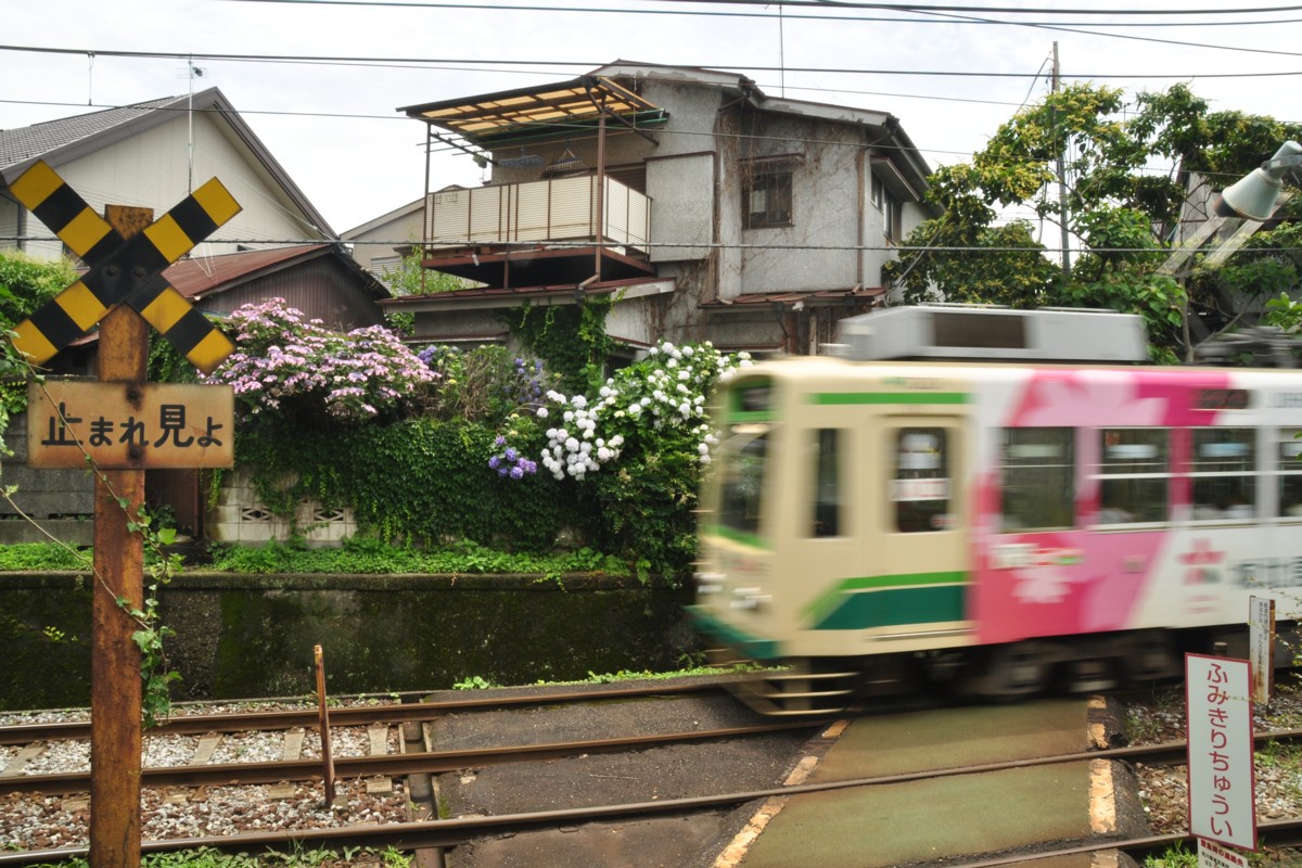 しっとり荒川線 | 鉄道写真