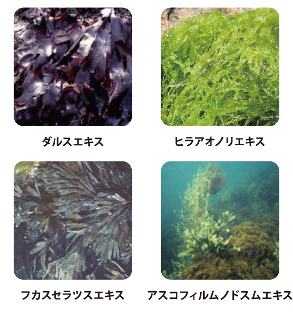 カルディ クリーム コンセントレート［美容クリーム］ | アクティブ