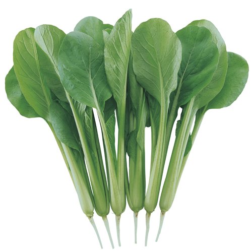 小松菜 - e-種や｜国内最大級の野菜種・花種・苗・農業資材の販売店