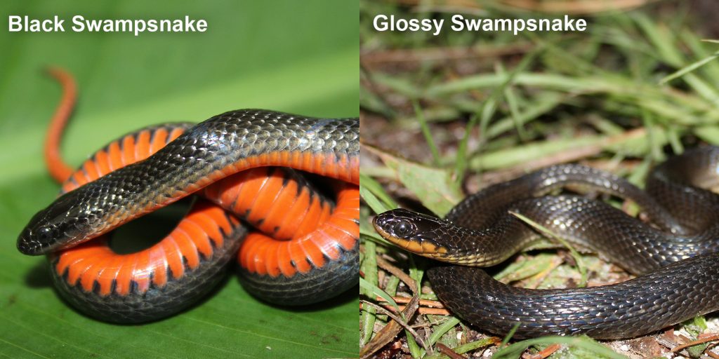 Glossy Swampsnake – Florida Snake ID Guide