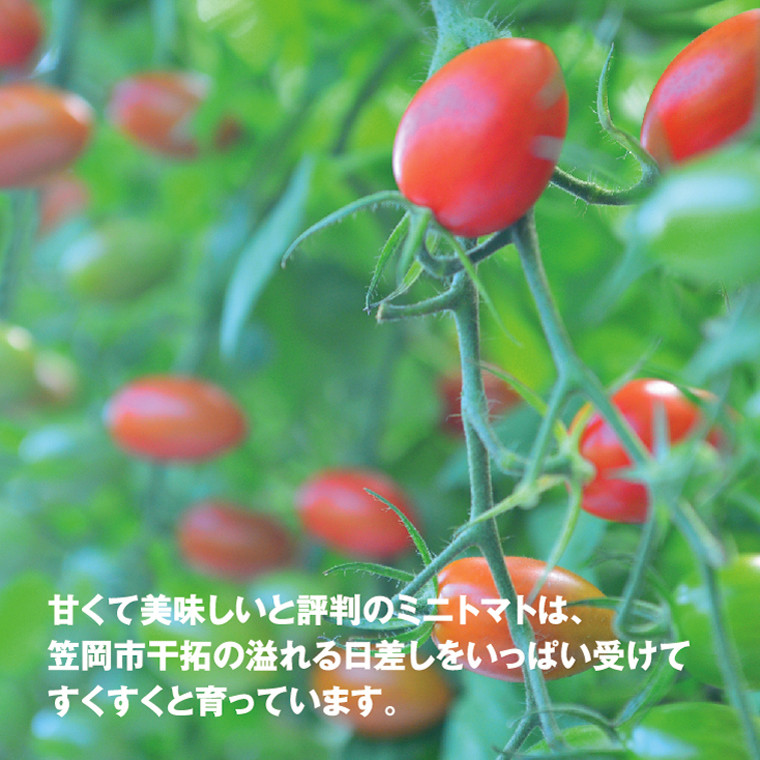 ZEPPIN EX（エクセレント）50粒 化粧箱入り ｜ G-Call ふるさと納税