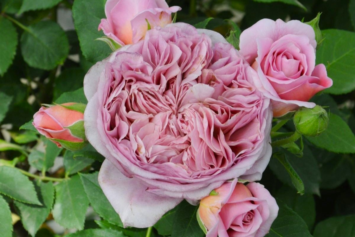 ローブ・ア・ラ・フランセーズ | 河本バラ園-KawamotoRoseGarden-