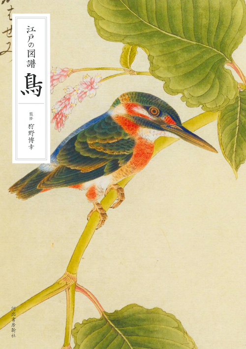 江戸の図譜 鳥 :狩野 博幸 | 河出書房新社