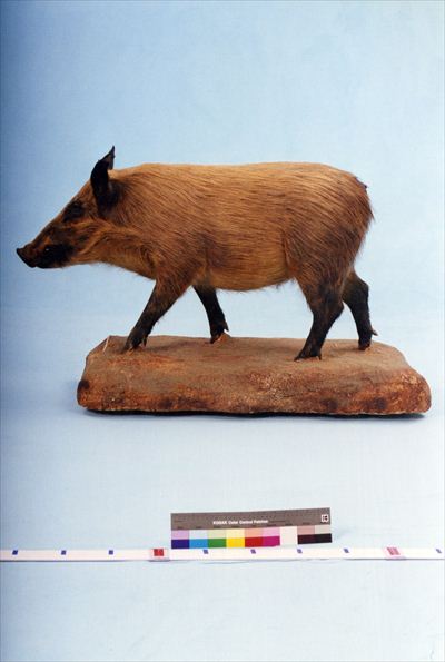 猪の剥製 猪の剥製 イノシシ剥製 猪の剥製 猪の剥製 ZX｜製品紹介｜