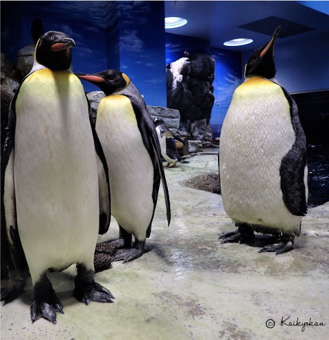 新しくなるよ！！ ―キングペンギン― | 市立しものせき水族館｢海響館