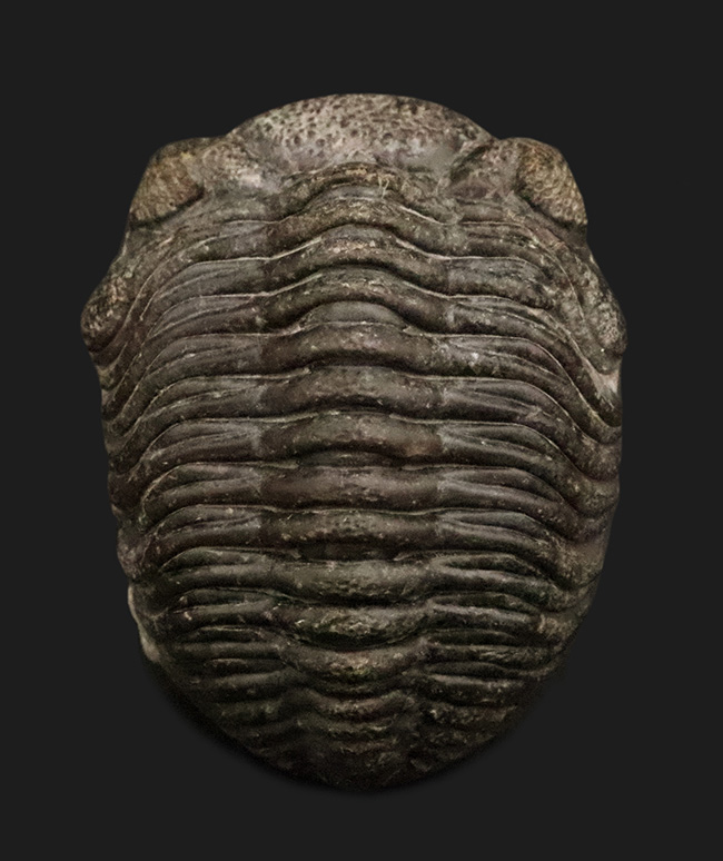 カエルに似ている？保存状態・希少性・サイズ、すべてが揃った……三葉虫