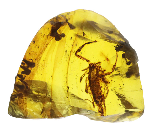 トップクラスのコレクターズアイテム！生命感漂う恐竜時代のサソリを