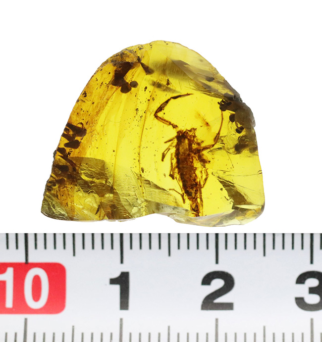 トップクラスのコレクターズアイテム！生命感漂う恐竜時代のサソリを