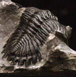 三葉虫 ファコプス（Phacops speculator）の販売 ｜ 化石販売の化石セブン