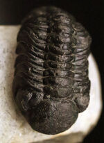 三葉虫 ファコプス（Phacops speculator）の販売 ｜ 化石販売の化石セブン