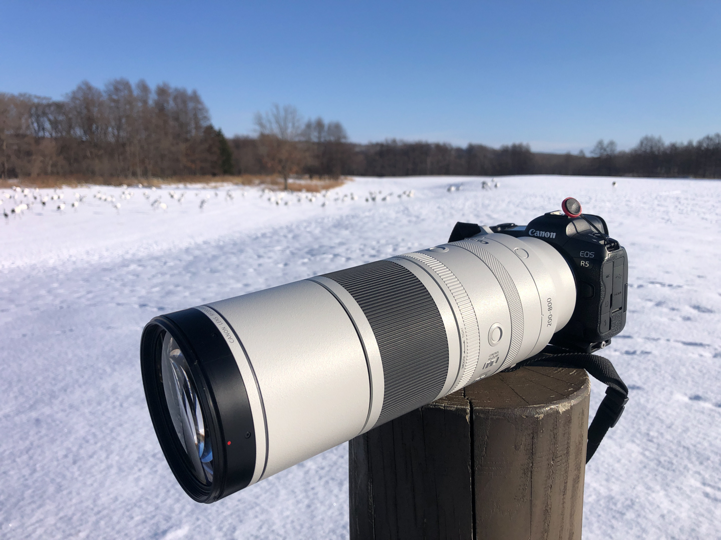 キヤノン RF200-800mm F6.3-9 IS USM レビュー｜撮影領域を広げる画期