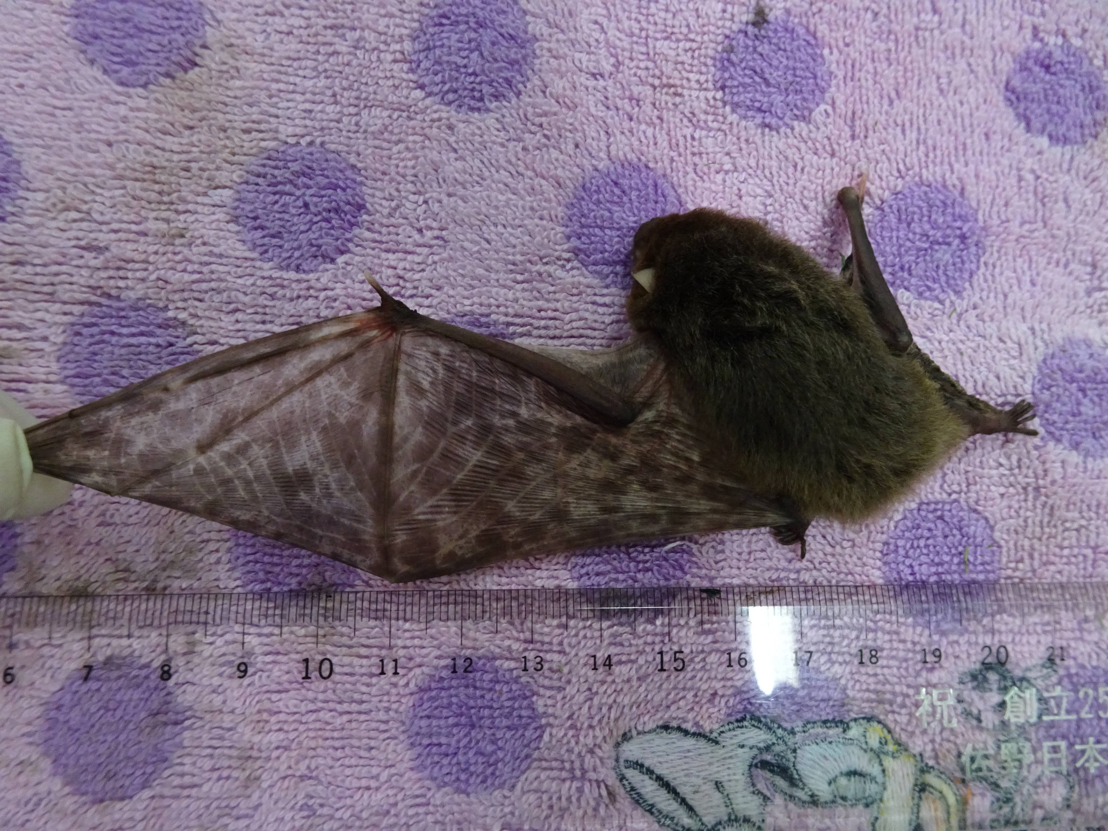 コウモリの保護|身近な自然といろんないきもの｜ブログ|金沢動物園公式