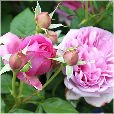 相原バラ園 / ローズ・ポンパドール（デルバール）【冬苗】