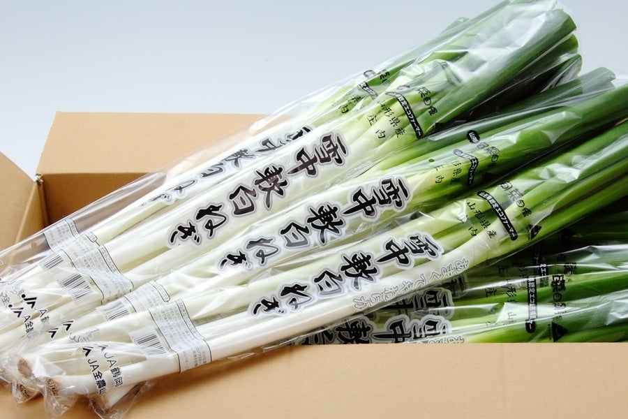 雪中軟白ねぎ 6袋 2月上旬頃から発送: JA鶴岡|【JAタウン】産地直送