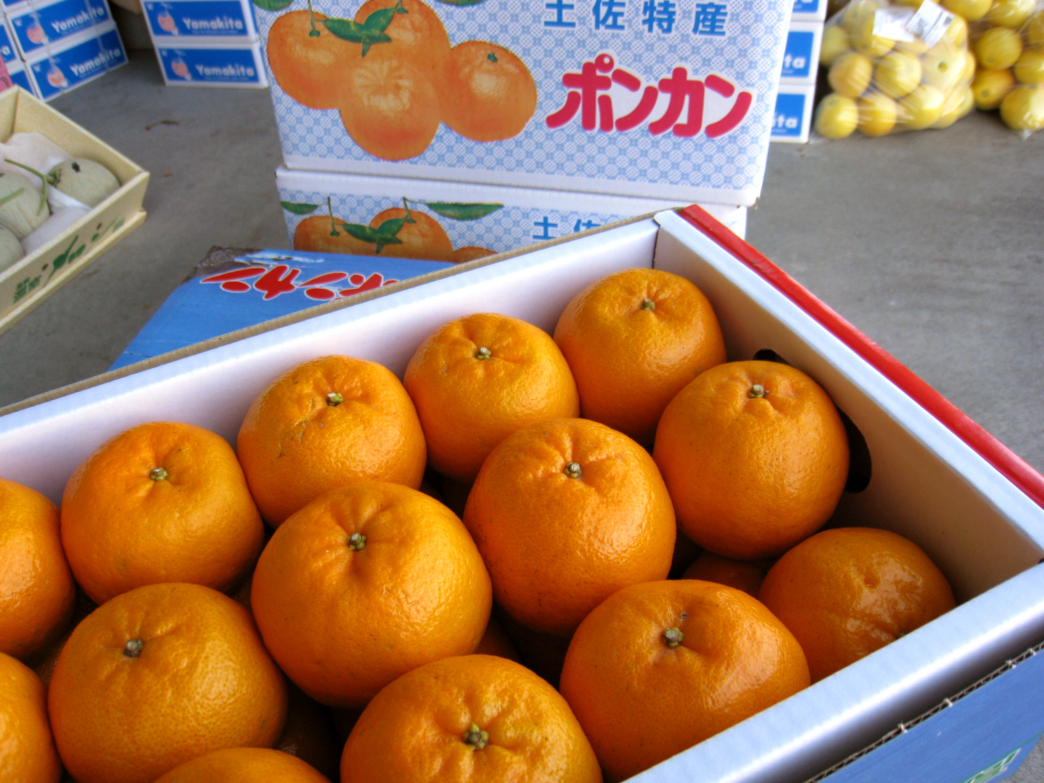 高知産 ぽんかん（PON-KAN） | オレンジハートのくだもの屋