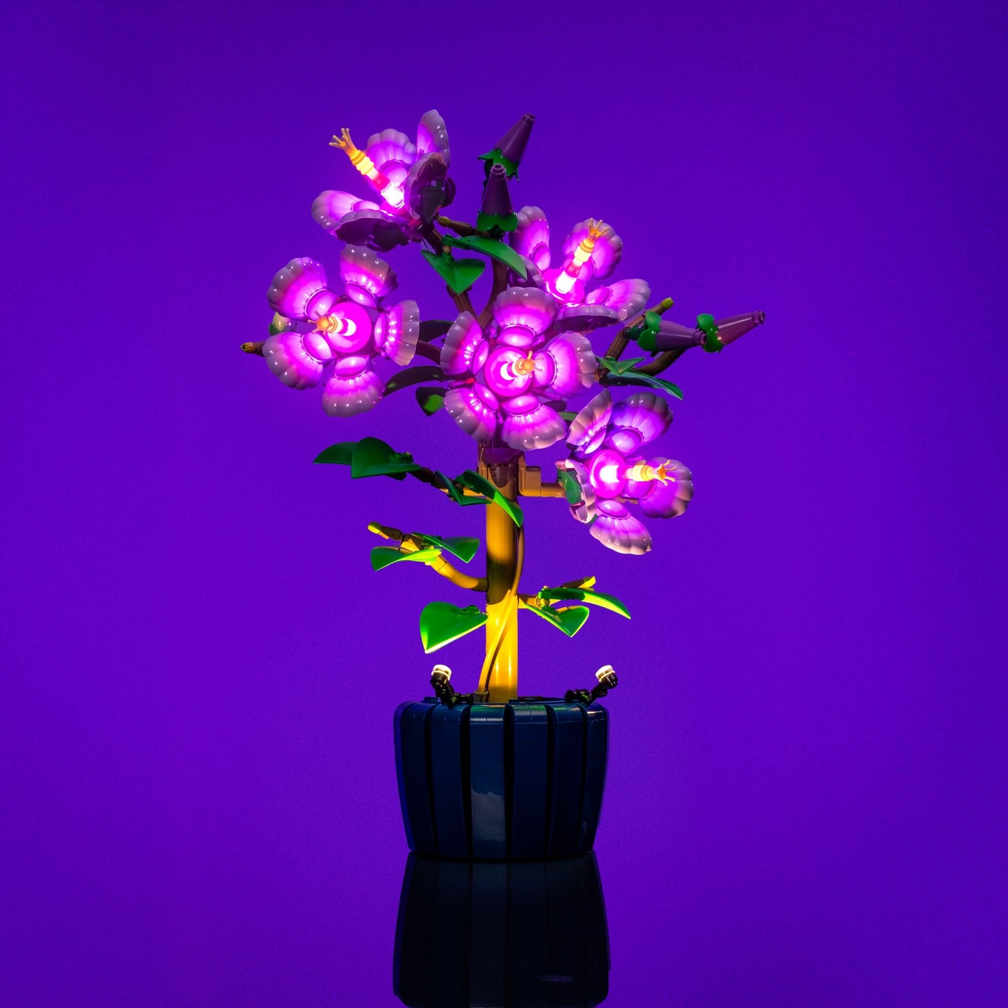 Botanicals_Hibiscus_10372-