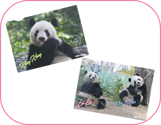 ハッピーパンダフルデイズ【松坂屋上野店】