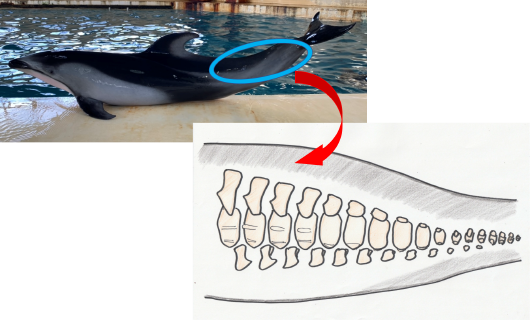 脊椎の日 | のとじま水族館