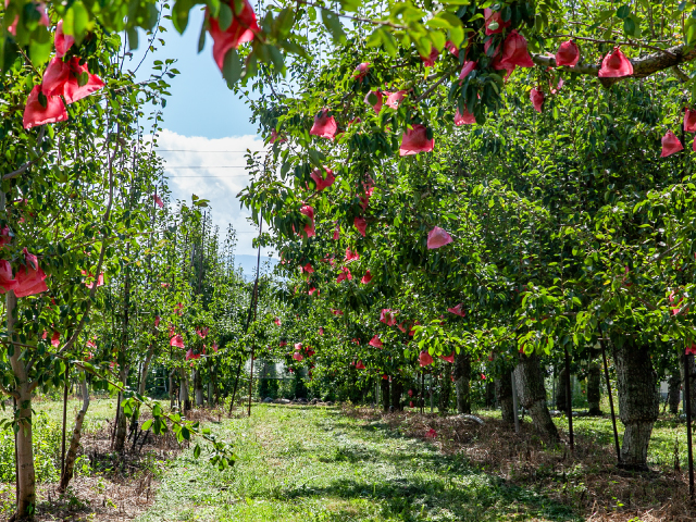 荻原農園 長野県中野市産 ラ・フランス 小玉約5kg