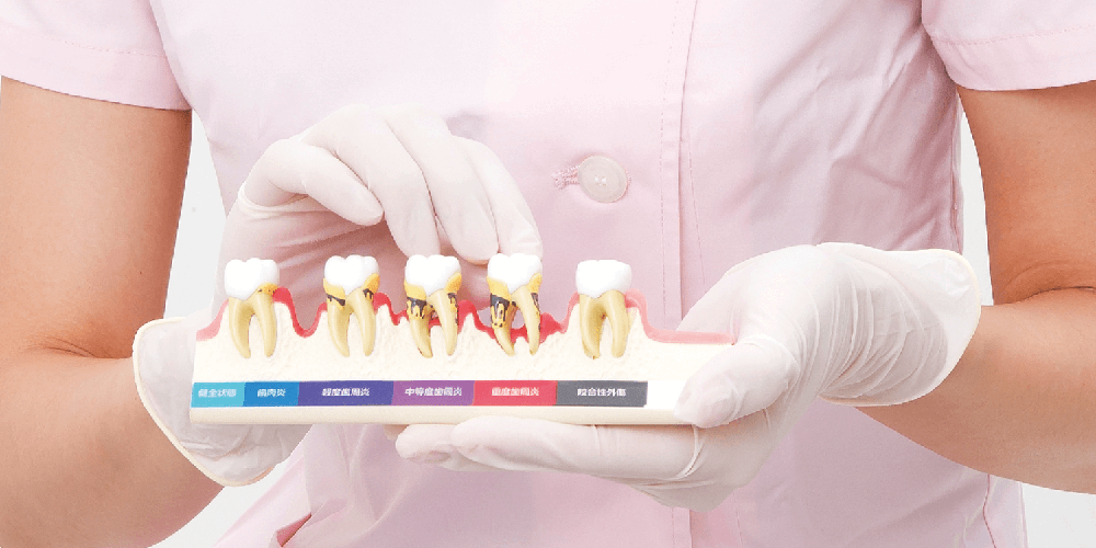 2.5倍大複製根模型歯 [B10-330]｜株式会社ニッシン｜歯科模型・歯科