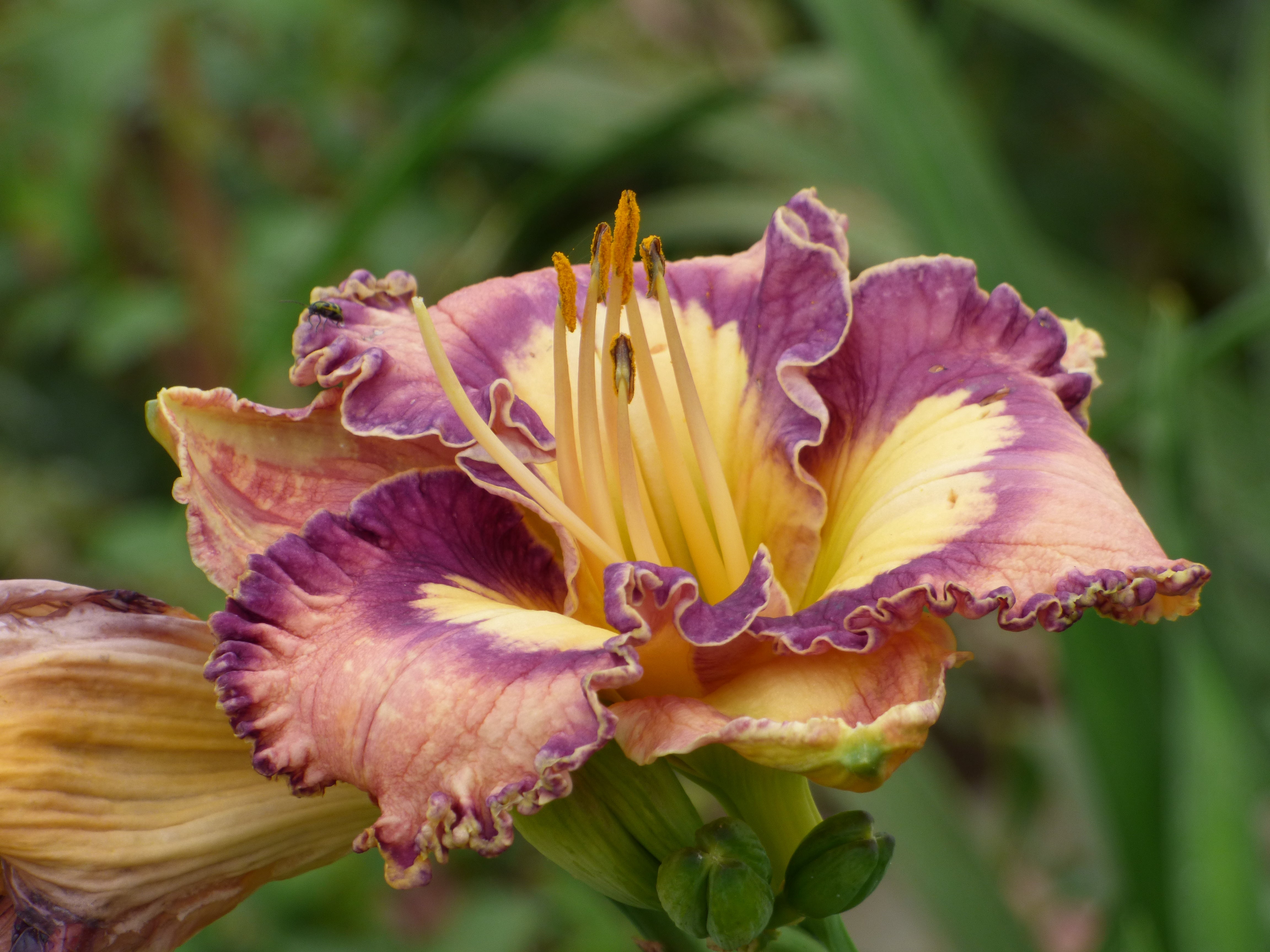 Making Magic | Spring Daylily Catalog – Schreiner's Gardens
