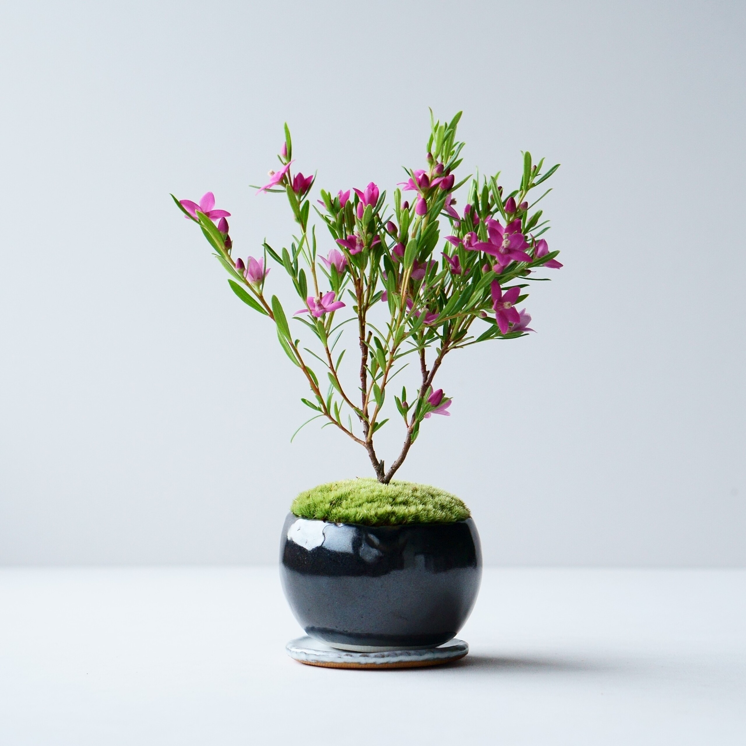 富士桜｜石木花図鑑｜石木花｜SEKIBOKKA｜盆栽