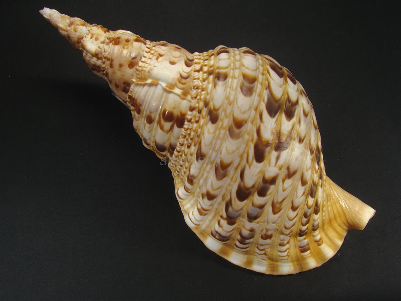 法螺貝 32cm 540g - Kaiショップ