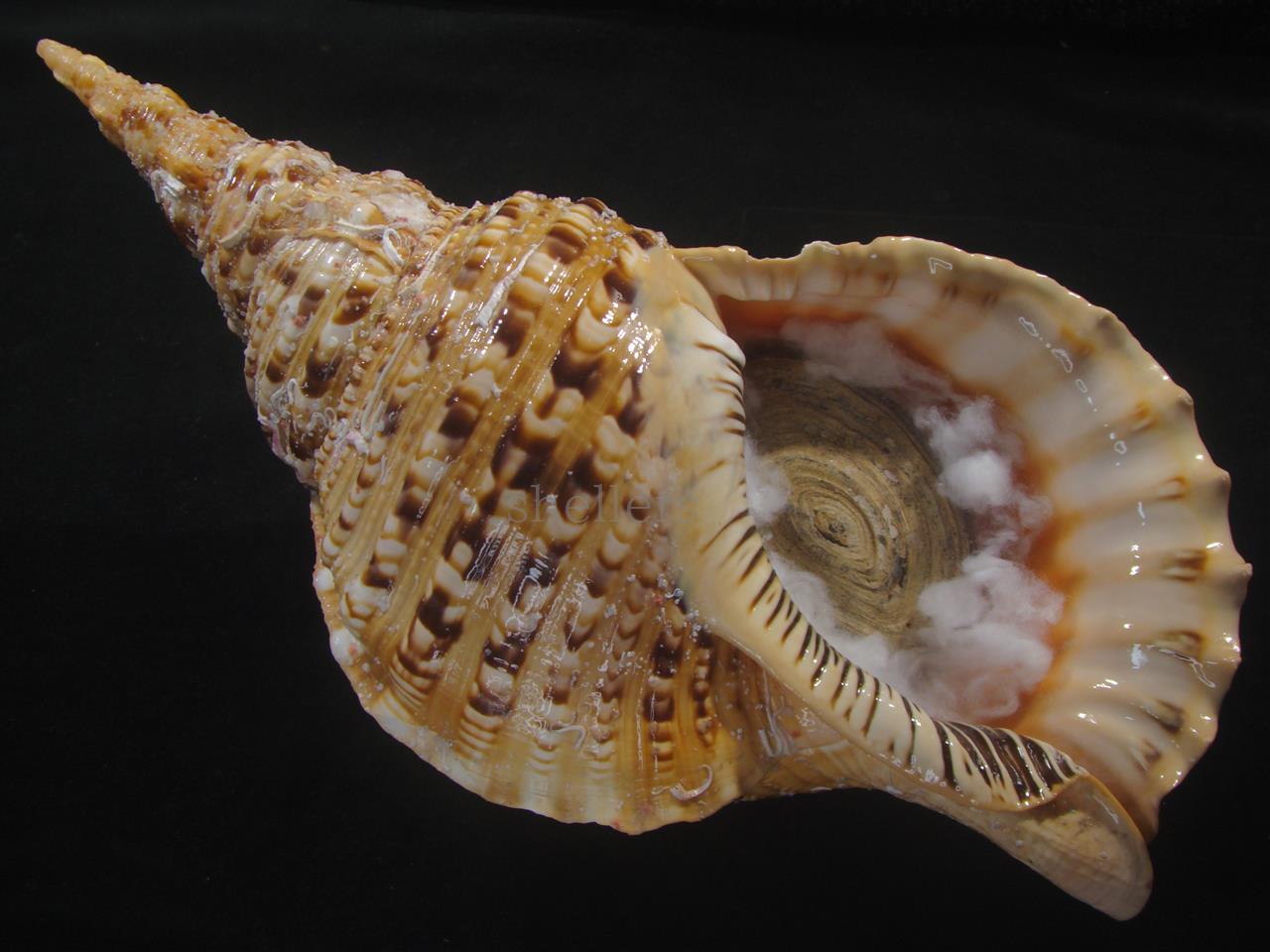 法螺貝 約1,180g 40.5cm 特大 半洗い - Kaiショップ