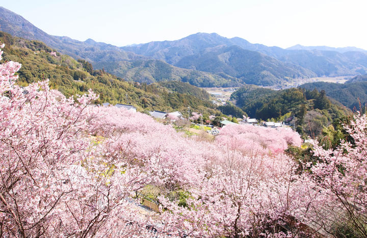 雪割り桜（そうだ山）｜春の陽射しの中で輝く。美しい桜の名所 | 四銀