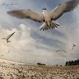 高中正義 / SEYCHELLES (1976 JPN 1ST PRESS) [LP - MKF 1003