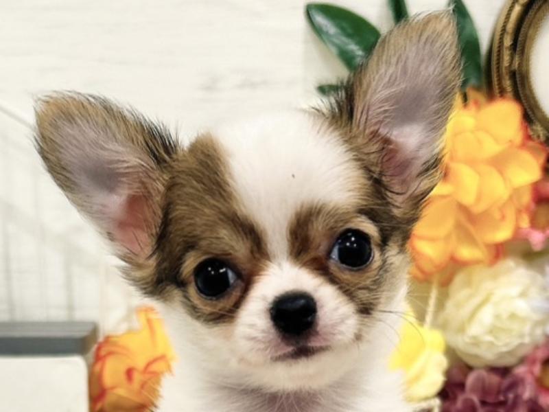 チワワ｜ペット検索｜ペット大好き！