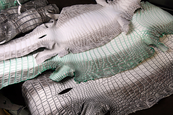 2024WILDSWANS CROCODILE FAIR 1（1点ものイロドリクロコ編