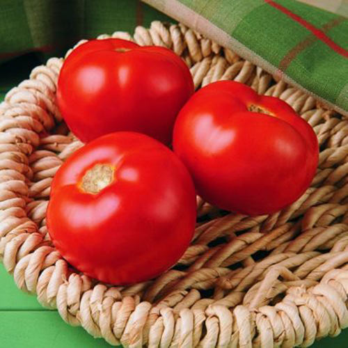 Florida 91 Tomato - WillhiteSeed.com