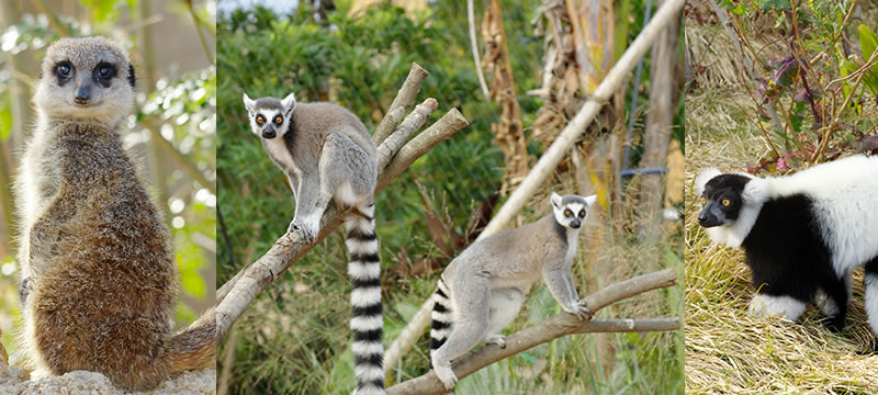 ときわ動物園 - ときわ公園|山口県宇部市