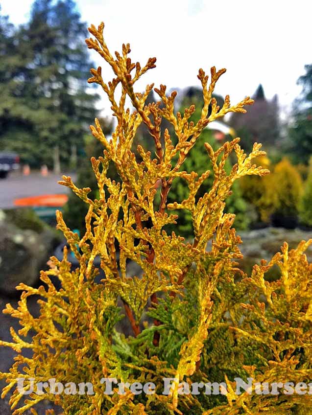 Thuja occidentalis 'Janed Gold' | Urban Tree Farm Nursery