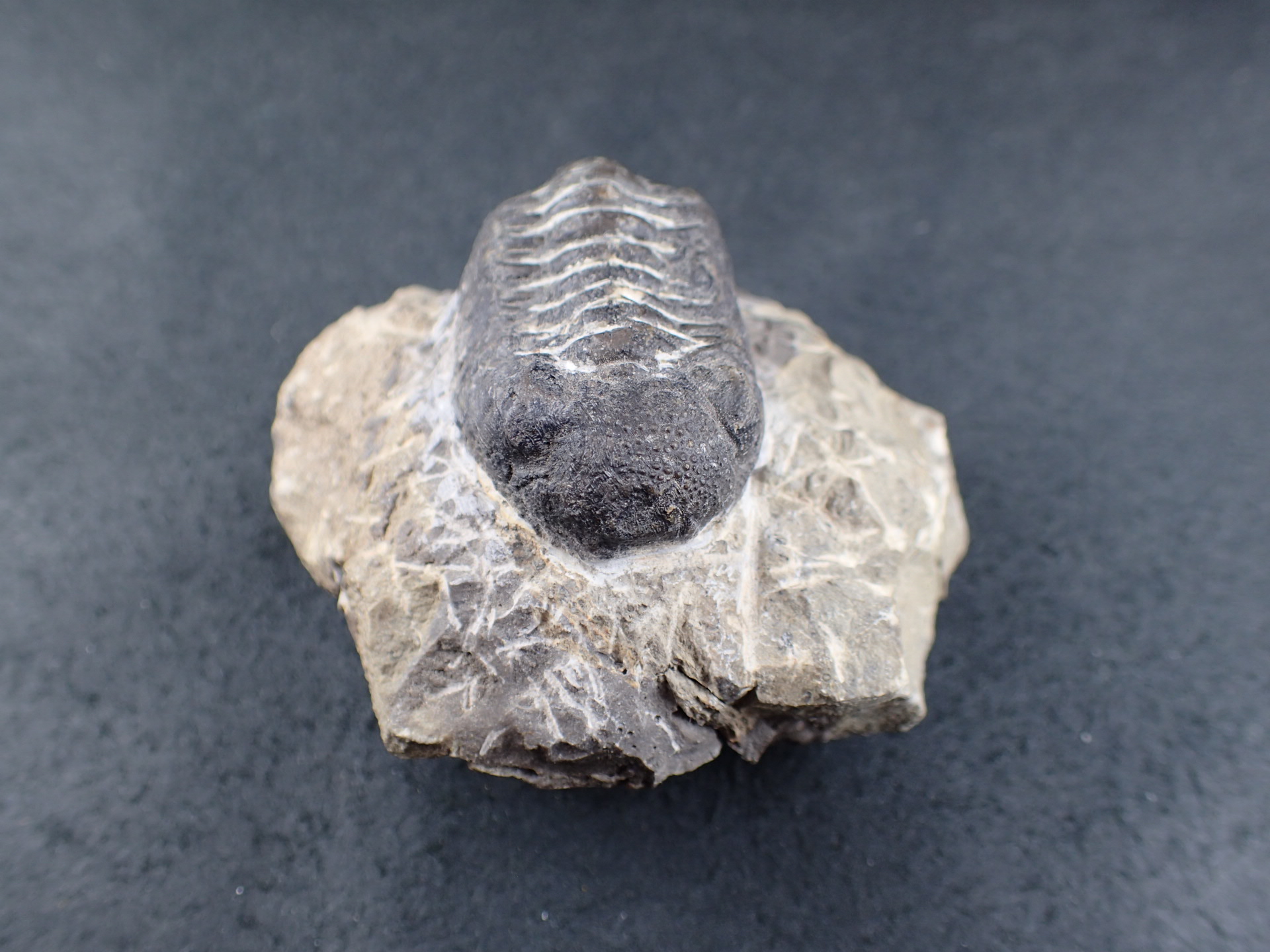 三葉虫 化石（Trilobite Fossil)（学名 ： Phacops） 時代 ： 古生代