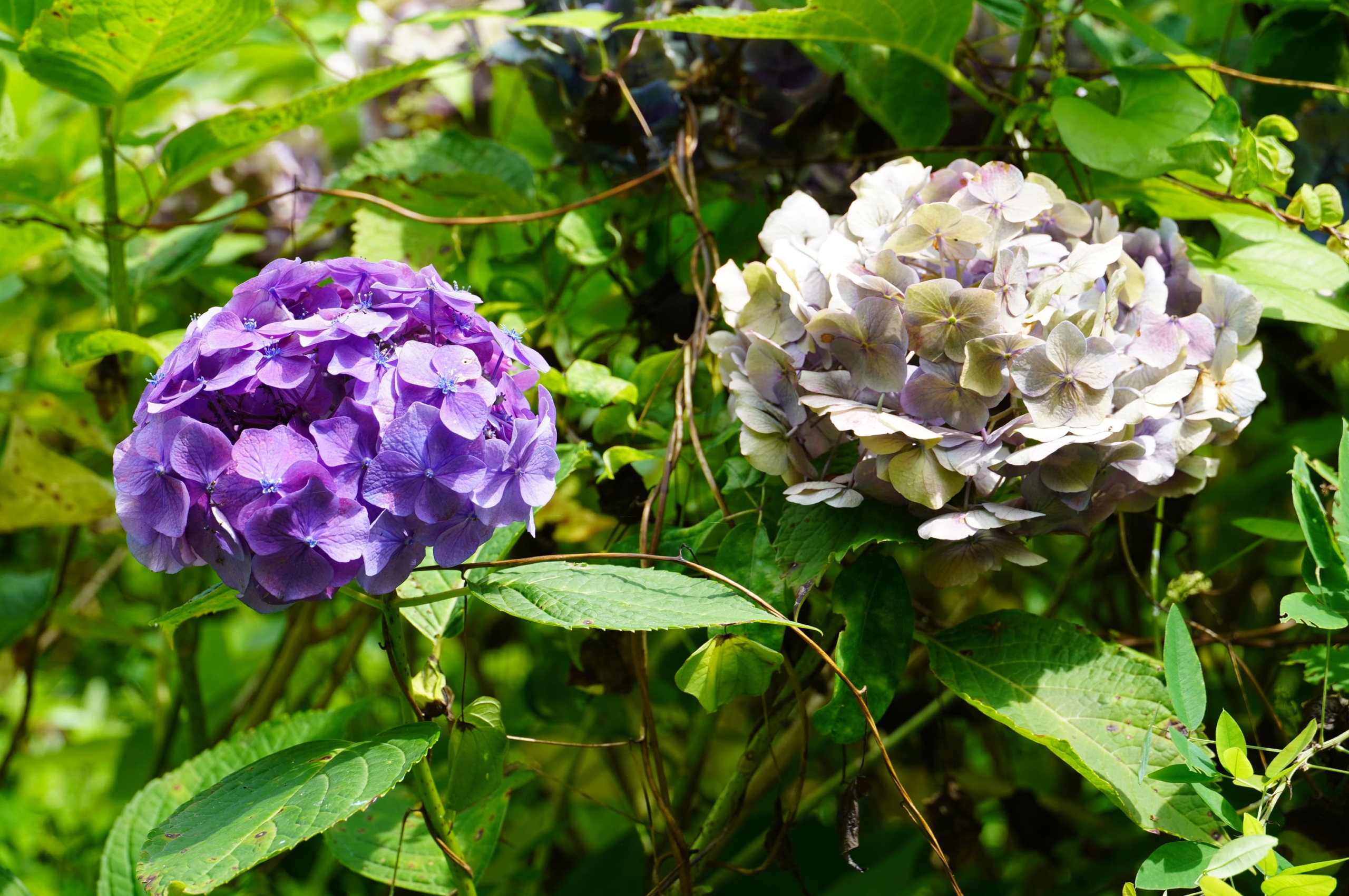 大和市スポーツ・よか・みどり財団