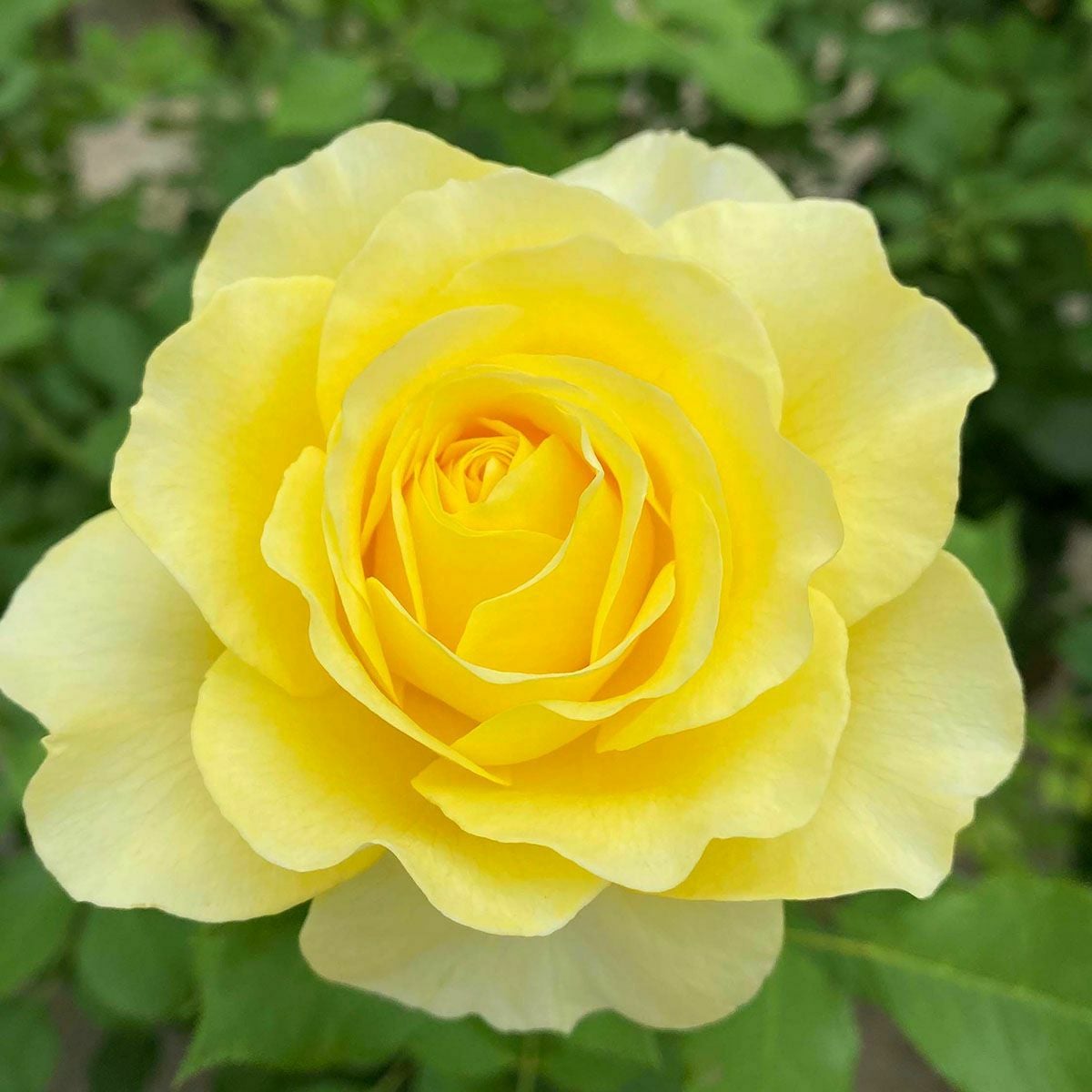 バラ苗 【ライムライトグランディローサ】 (新苗植え替え) つるバラ