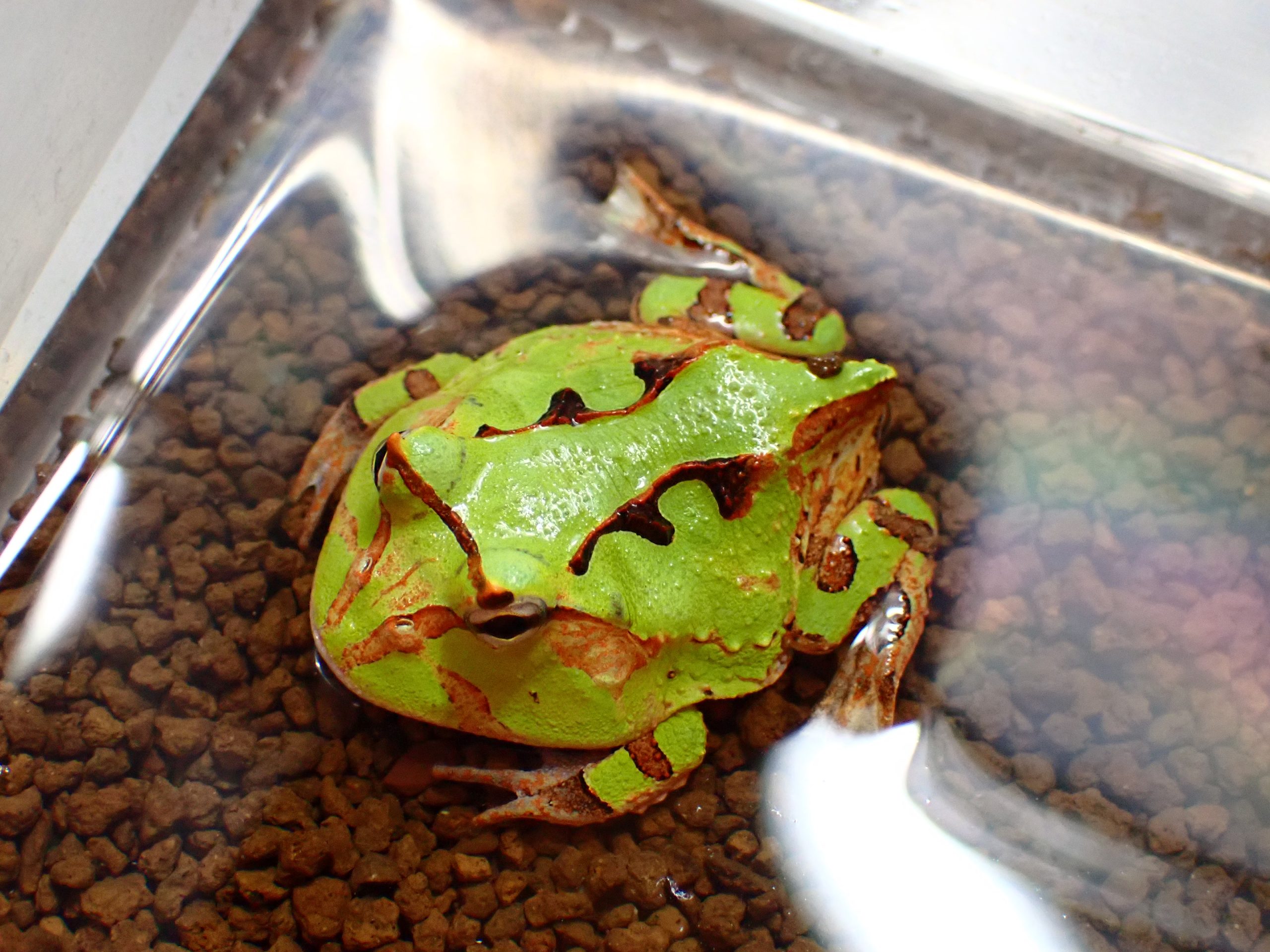 アマゾンツノガエル バイカラー CB 3cm | アクアショップ魚力