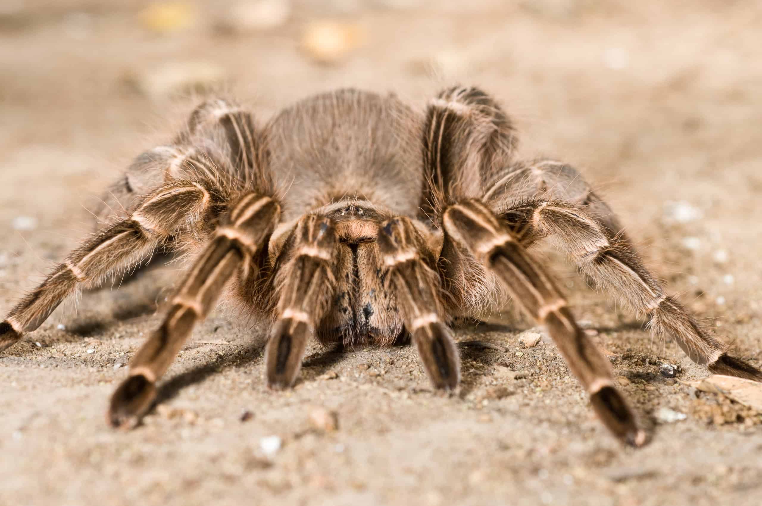 Tarantula Animal Facts - Theraphosidae - A-Z Animals