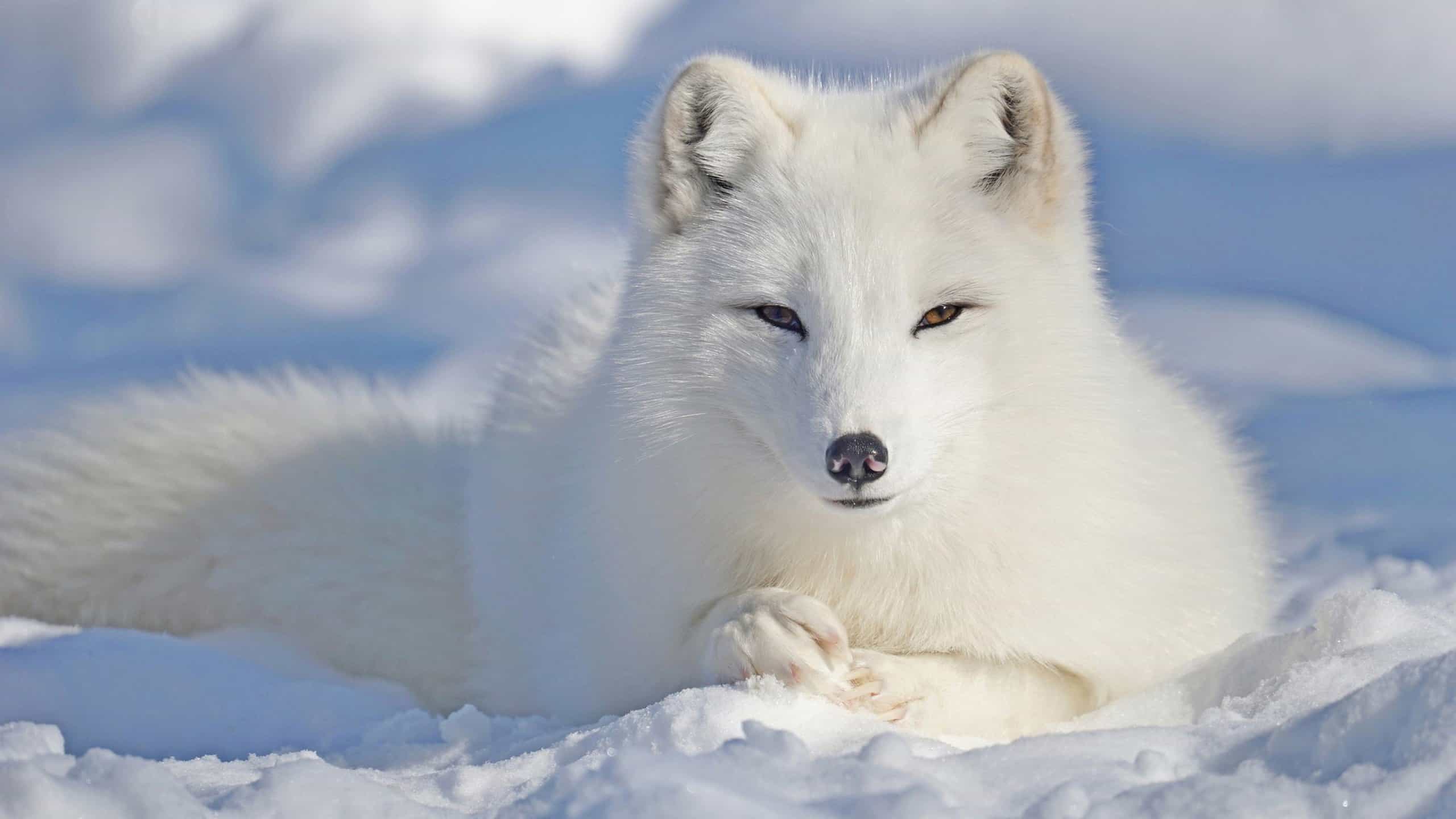 Arctic Fox Animal Facts - Vulpes lagopus - A-Z Animals