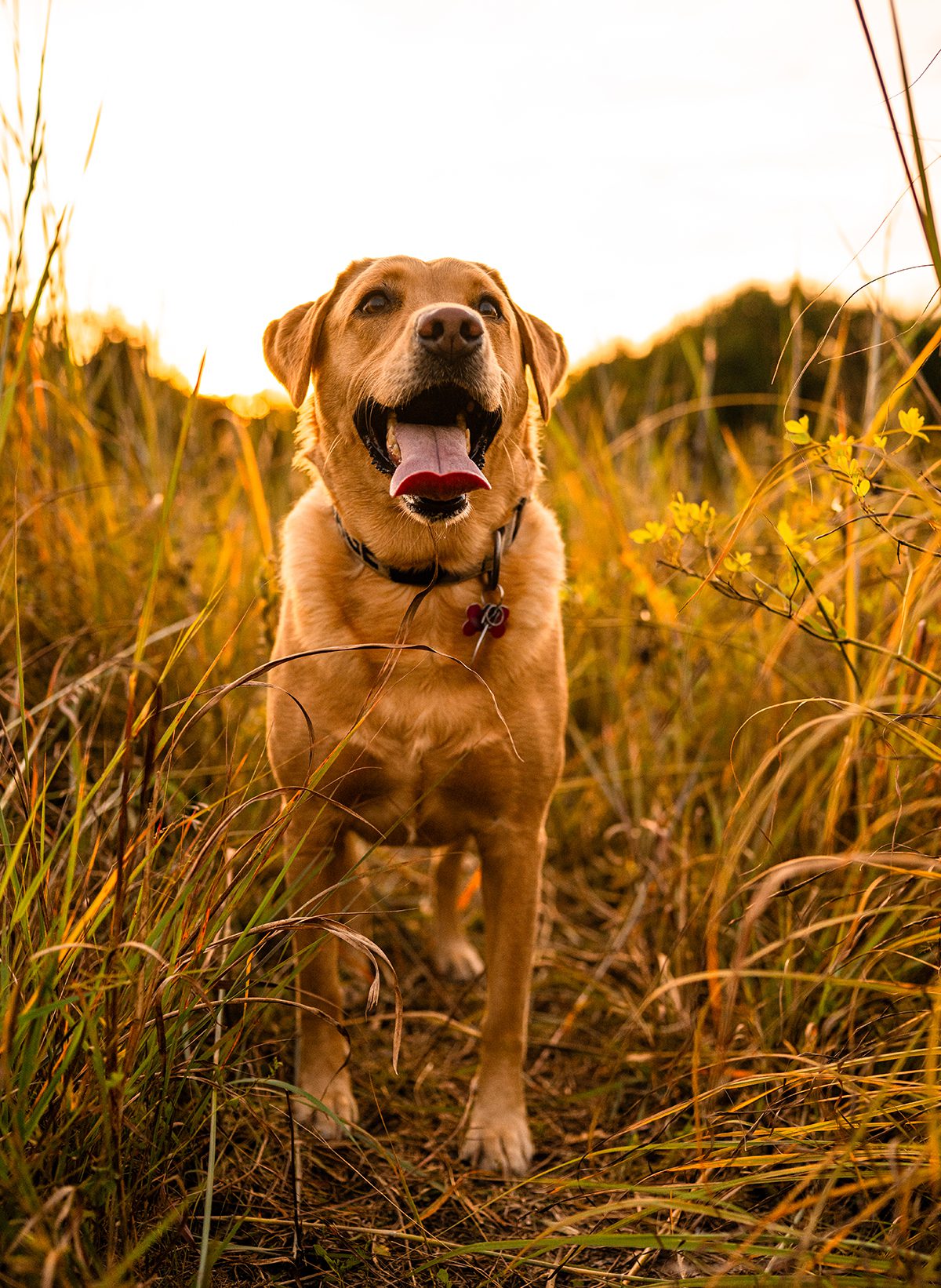 Pets | Cincinnati's Premier Photographer