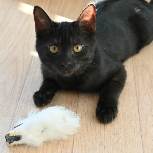 ASCII.jp：間もなく発売のニコン「Z 50」で味わい深い猫の写真を撮影