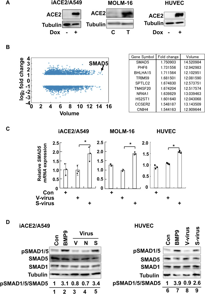 SMAD5 phosphorylation by ALK1 is modulated by the interaction of