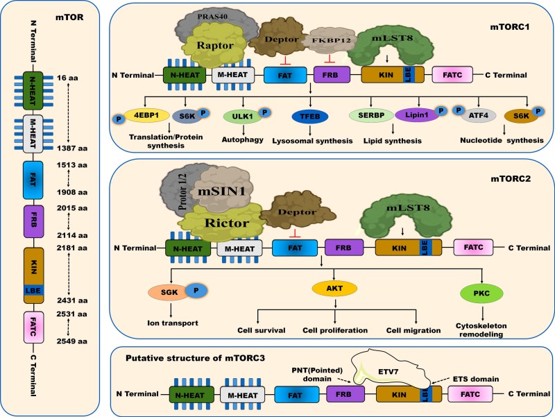 mTOR inhibitors in targeting autophagy and autophagy-associated