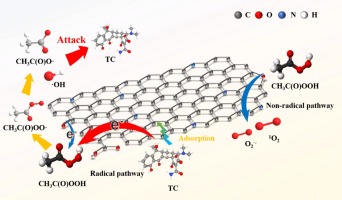 Insight into the mechanism of peracetic acid activation by corn
