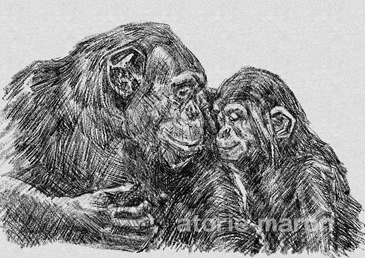 猿編｜動物の描き方（鉛筆デッサン）動画あり