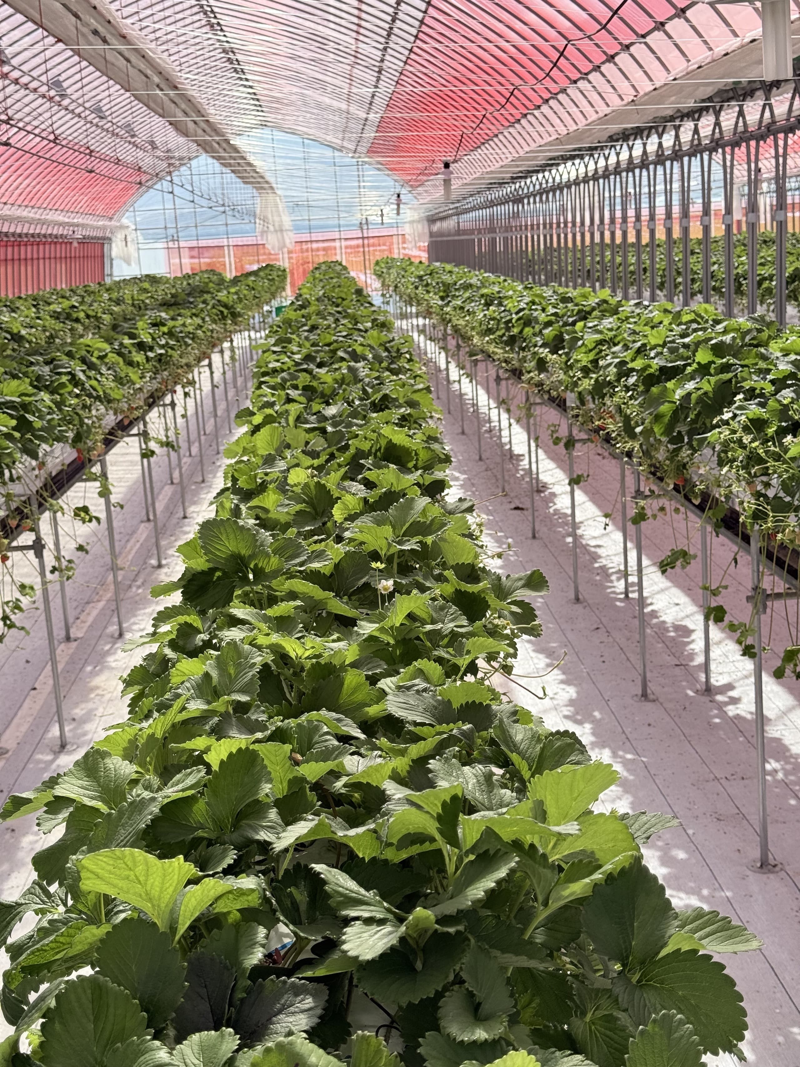 夏いちご販売- 合同会社ATC-国内旅行会社あっちゃん観光／夏いちご販売