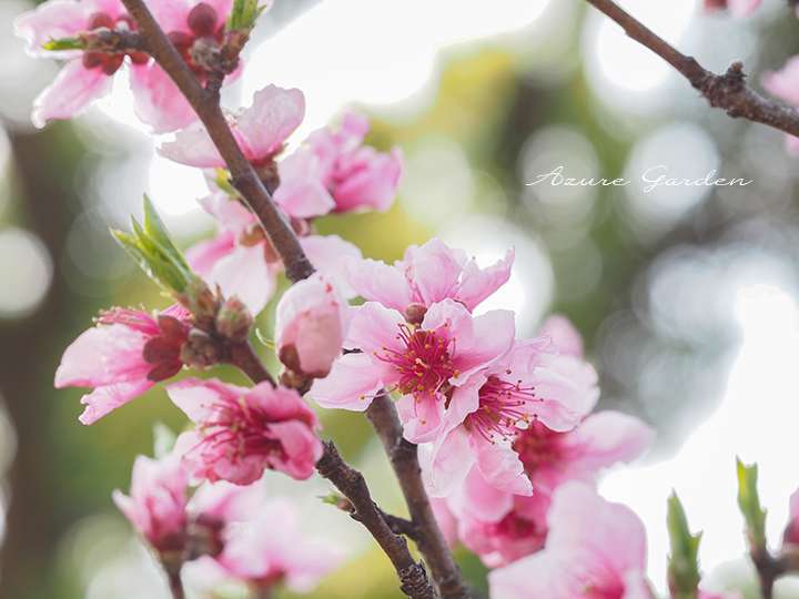 モモ（桃）｜春を彩る華やかな花と見分け方 – Azure Garden ～ Daily